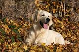 GOLDEN RETRIEVER 853